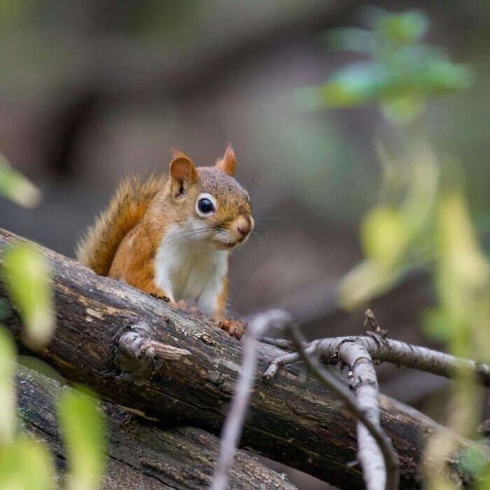 UK nature restoration project supported by Meaningful Planet